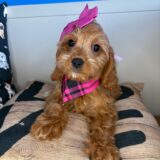 Luella Cavapoo 03
