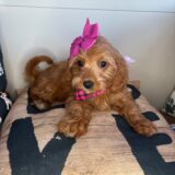 Luella Cavapoo 04