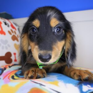 Lux Dachshund 01 Lux Dachshund 01