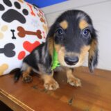 Lux Dachshund 02