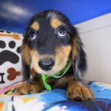 Lux Dachshund 03
