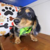 Lux Dachshund 04
