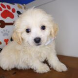 Marley Maltipoo 01