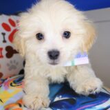 Marley Maltipoo 04