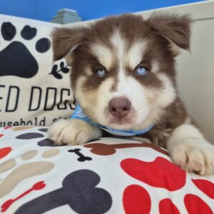 Marshall Siberian Husky 01 Marshall Siberian Husky 01
