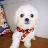 Maxx Teddy Bear 01