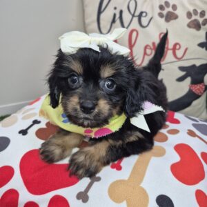 Maya Cavapoo 01