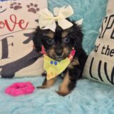 Maya Cavapoo 02