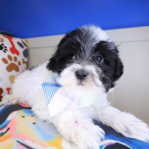 Miikka Maltipoo 01 Miikka Maltipoo 01