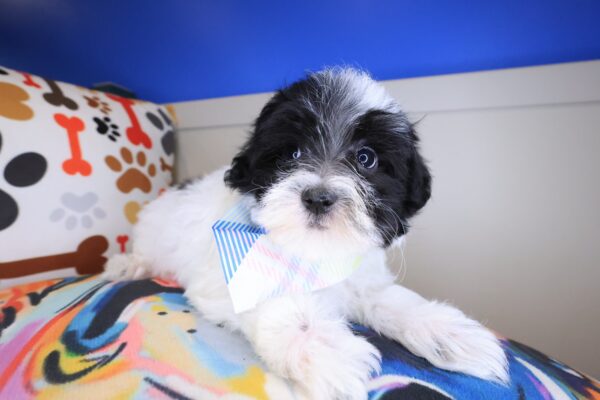 Miikka Maltipoo 01