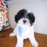 Miikka Maltipoo 02