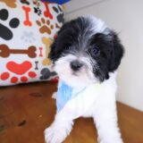 Miikka Maltipoo 03