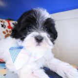 Miikka Maltipoo 04