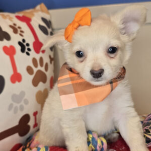 Missy Chihuahua 01 Missy Chihuahua 01
