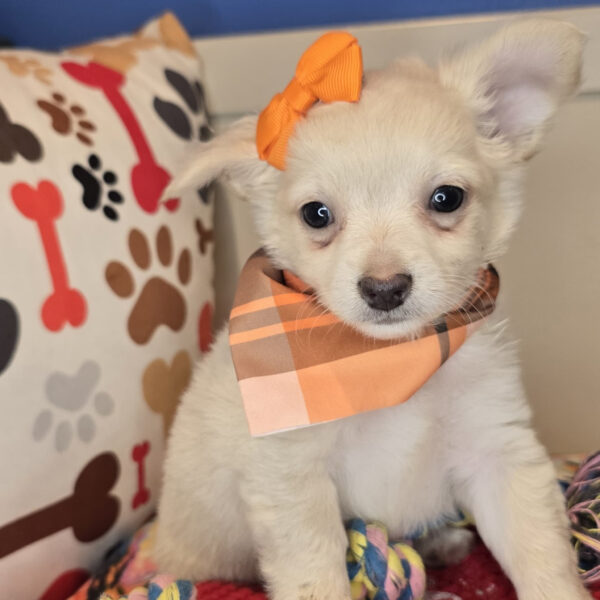 Missy Chihuahua 01