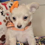 Missy Chihuahua 02