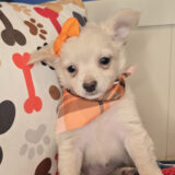 Missy Chihuahua 03