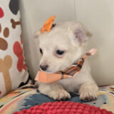 Missy Chihuahua 04
