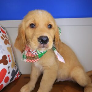 Moonbeam Golden Retriever 01 Moonbeam Golden Retriever 01