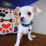 Moonshine Chihuahua 01
