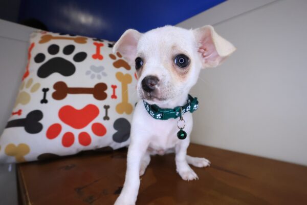 Moonshine Chihuahua 01