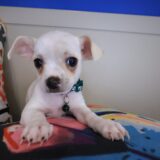 Moonshine Chihuahua 02
