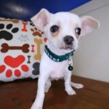 Moonshine Chihuahua 03
