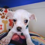 Moonshine Chihuahua 04