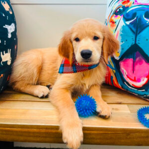Morty Golden Retriever 01 Morty Golden Retriever 01