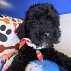 Mosi Poodle 01 Mosi Poodle 01