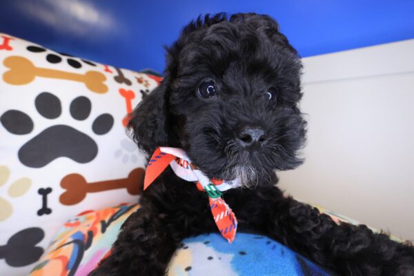 Mosi Poodle 01