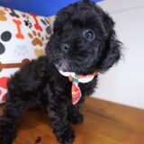 Mosi Poodle 02