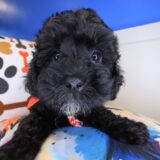 Mosi Poodle 03