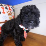 Mosi Poodle 04