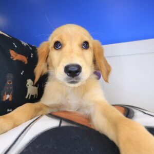 Nami Golden Retriever 01 Nami Golden Retriever 01