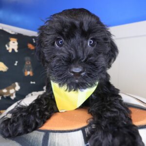Nano Schnoodle 01 Nano Schnoodle 01