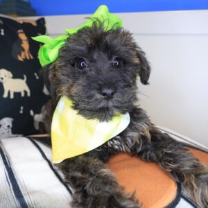 Navarre Schnoodle 01 Navarre Schnoodle 01