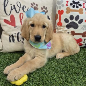 Neo Golden Retriever 01 Neo Golden Retriever 01