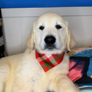 Nero Golden Retriever 01 Nero Golden Retriever 01
