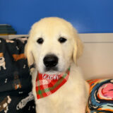 Nero Golden Retriever 03