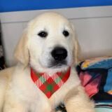 Nero Golden Retriever 04