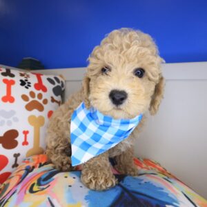 Nero Poodle 01 Nero Poodle 01