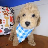 Nero Poodle 03