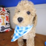 Nero Poodle 04