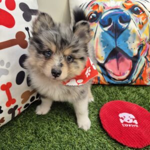 Nico Pomsky 01 Nico Pomsky 01