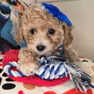 Nyra Poodle 01 Nyra Poodle 01