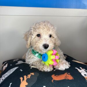 Oranjemund Bichapoo 01 Oranjemund Bichapoo 01