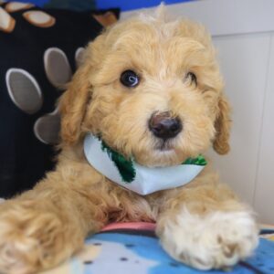 Paws Poodle 01 Paws Poodle 01