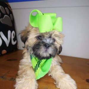 Peanut Shih Tzu 01 Peanut Shih Tzu 01