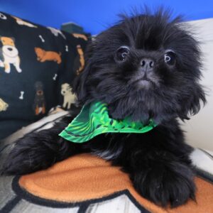Picasso Shih Tzu 01 Picasso Shih Tzu 01